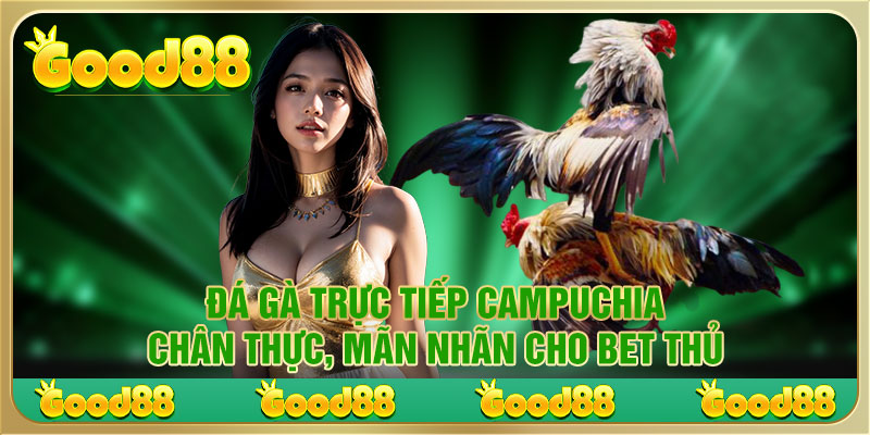 Đá Gà Trực Tiếp Campuchia – Chân Thực, Mãn Nhãn Cho Bet Thủ