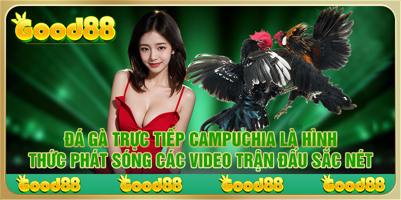 Đá gà trực tiếp Campuchia là hình thức phát sóng các video trận đấu sắc nét